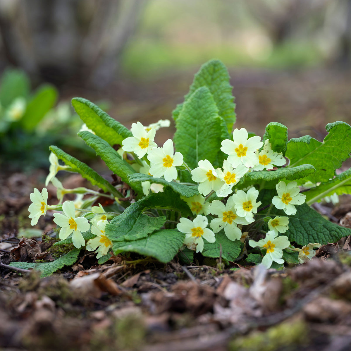 Sleutelbloem - Primula vulgaris - Bakker