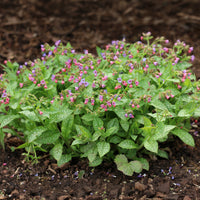 Longkruid officinale - Pulmonaria officinalis - Bakker