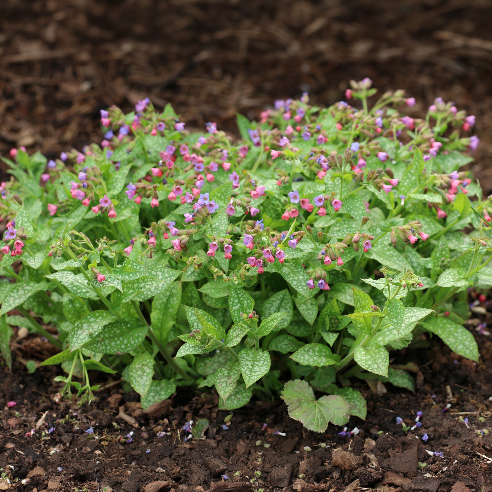 Longkruid officinale - Pulmonaria officinalis - Bakker