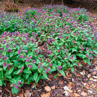 Longkruid officinale - Bakker