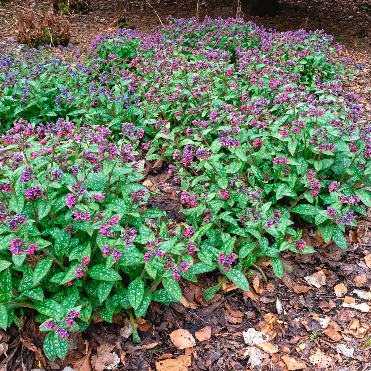 Longkruid officinale - Bakker