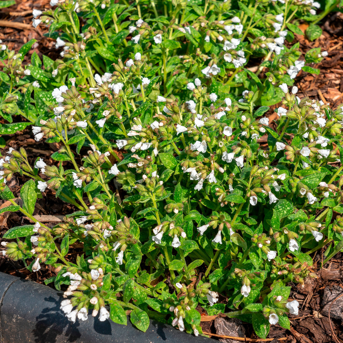 Longkruid Sissinghurst White - Bakker