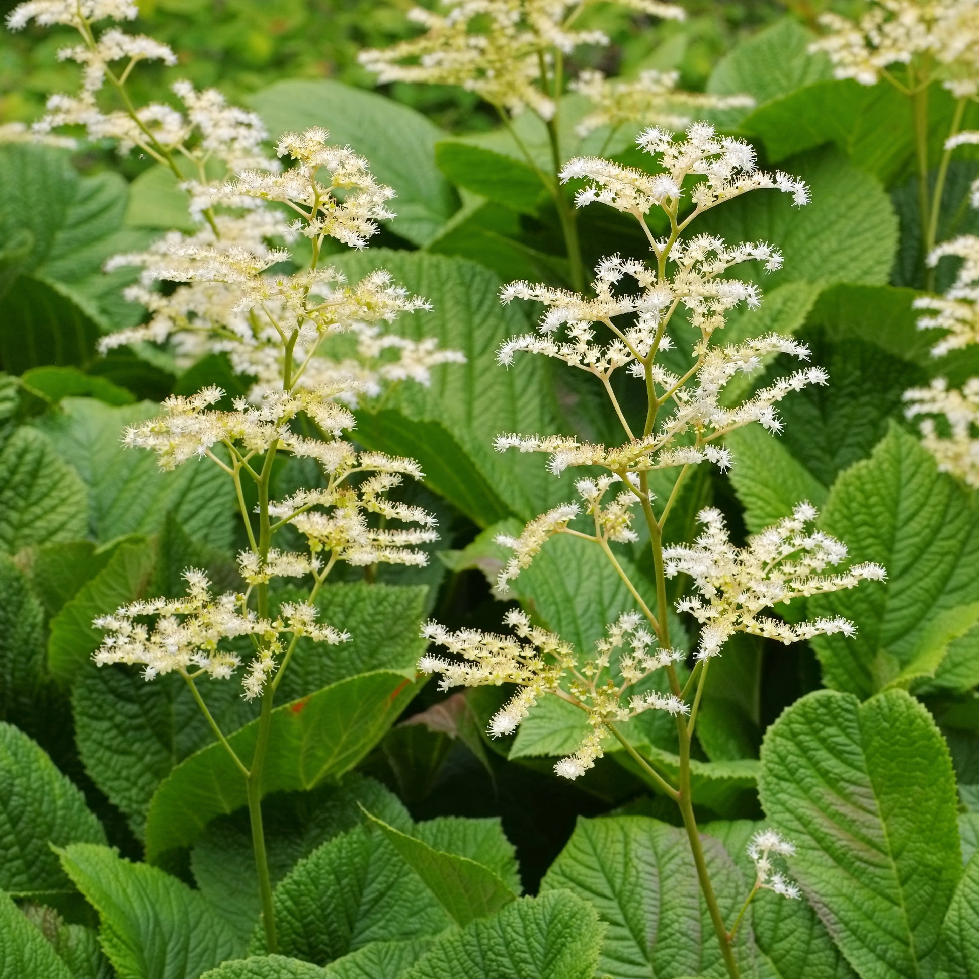 Kastanjebladige astilbe - Bakker