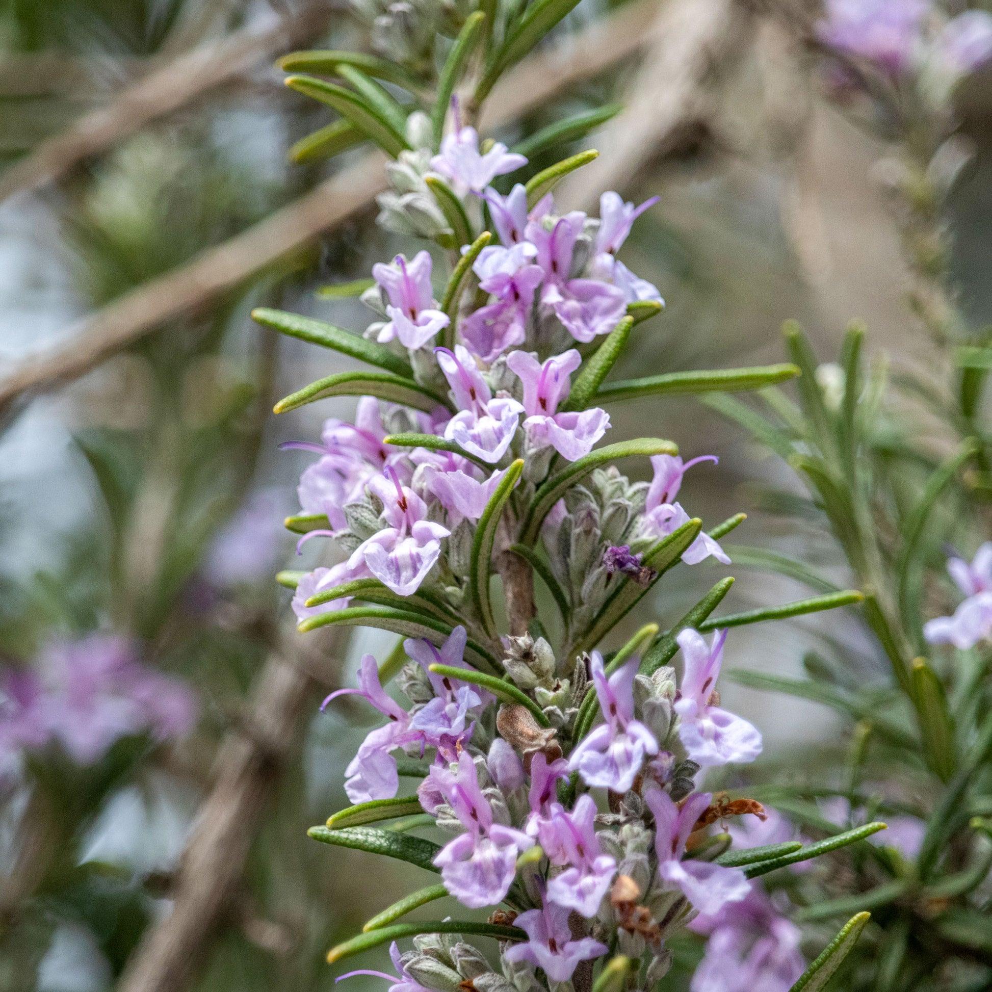 Rozemarijn 'Majorca Pink' - Bakker