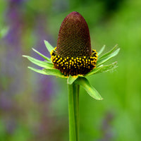 Zonnehoeds occidentale Green Wizard - Rudbeckia occidentalis Green Wizard - Bakker