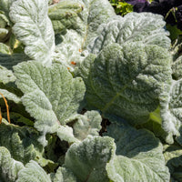 Verkoop Zilversalie - Salvia argentea