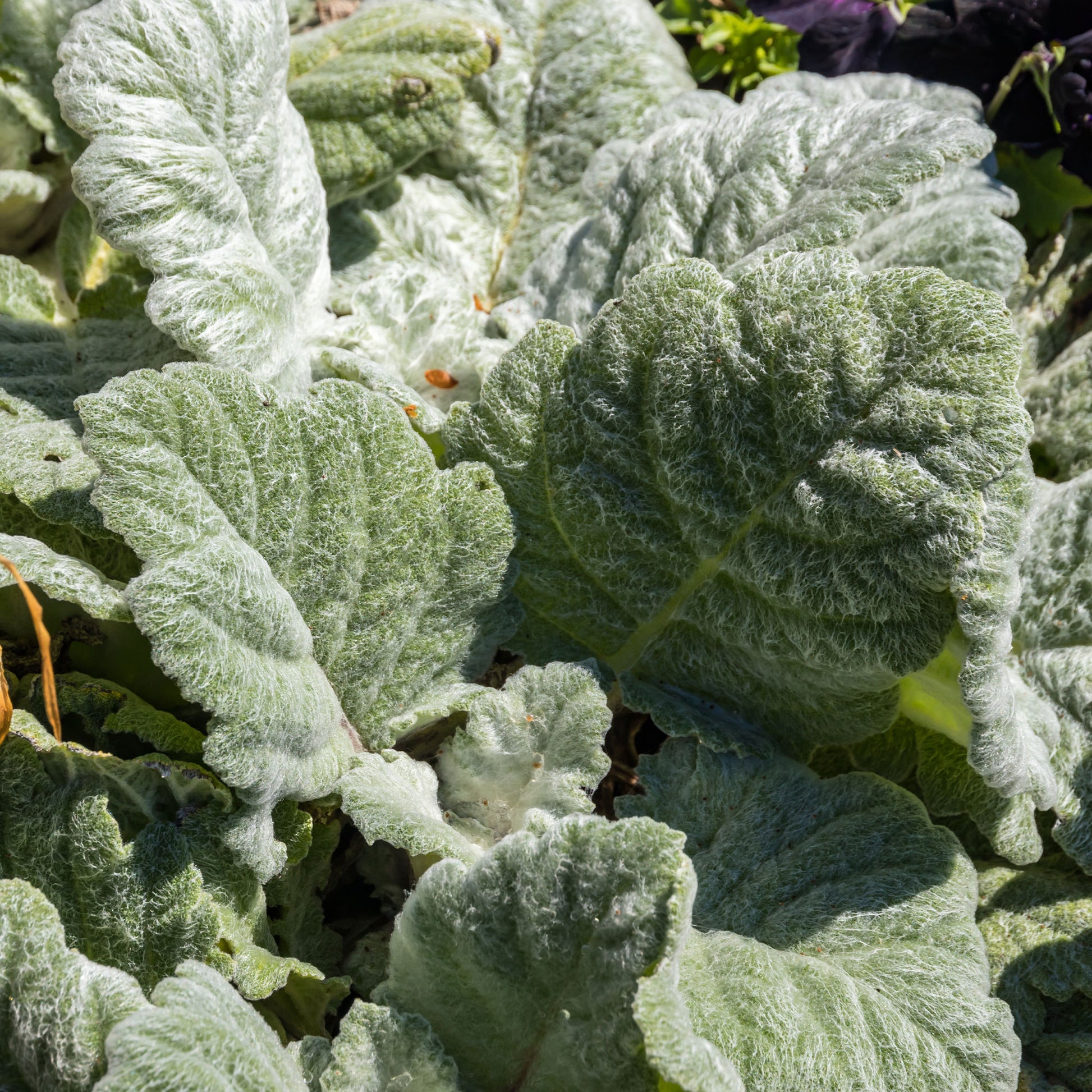 Verkoop Zilversalie - Salvia argentea