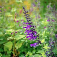Verkoop Siersalie Amistad - Salvia Amistad