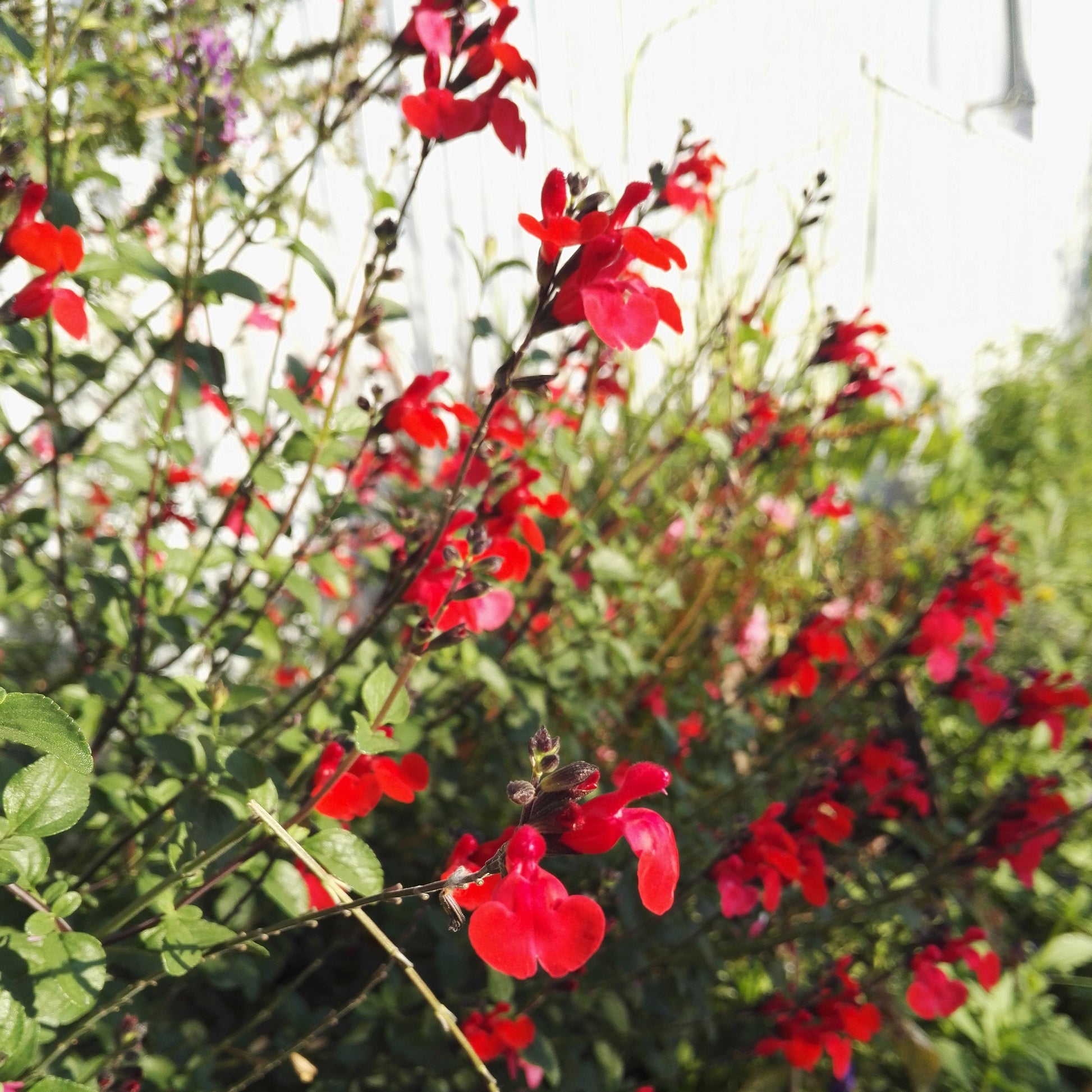 Salie 'Royal Bumble' - Salvia royal bumble - Bakker
