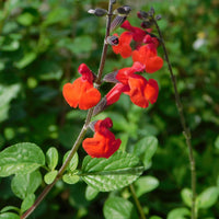 Salie 'Royal Bumble' - Bakker