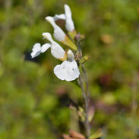 Siersalie Gletsjer - Salvia microphylla Gletsjer - Bakker