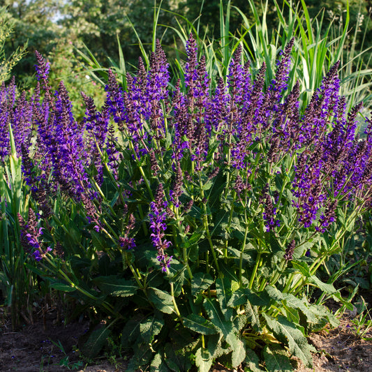 Siersalie Mainacht - Bakker