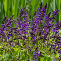 Siersalie Viola Klose - Salvia nemorosa Viola Klose - Bakker