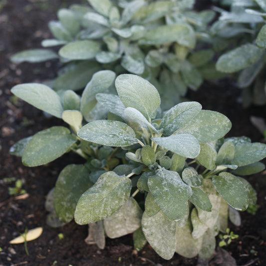 Siersalie officinale Berggarten - Bakker