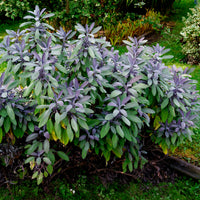 Echte salie 'Purpurascens'