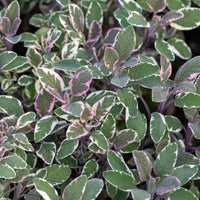 Echte salie - tricolor - Bakker