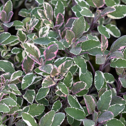 Echte salie - tricolor - Bakker