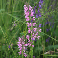 Siersalie Rose Rhapsody - Salvia pratensis Rose Rhapsody (ballet series) - Bakker