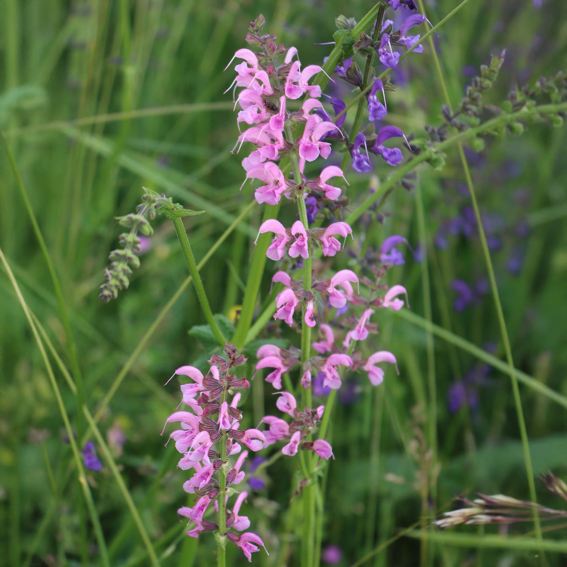 Siersalie Rose Rhapsody - Salvia pratensis Rose Rhapsody (ballet series) - Bakker