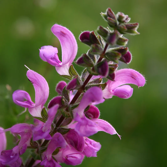 Veldsalie 'Sweet Esmeralda' - Bakker