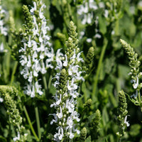 Siersalie Swan Lake - Salvia pratensis swan lake ( ballet series ) - Bakker