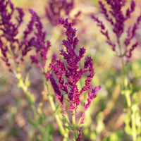 Bossalie 'Schwellenburg' - Salvia nemorosa Schwellenburg - Bakker