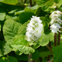Scharlei 'Vatican White' - Salvia sclarea vatican white - Bakker