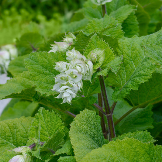 Scharlei 'Vatican White' - Bakker