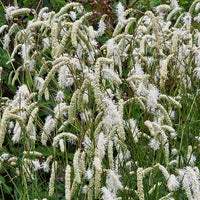 Pimpernel Alba - Bakker