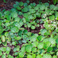 Saxifraga stolonifera cuscutiformis - Steenbreek Cuscutiformis - Saxifraga