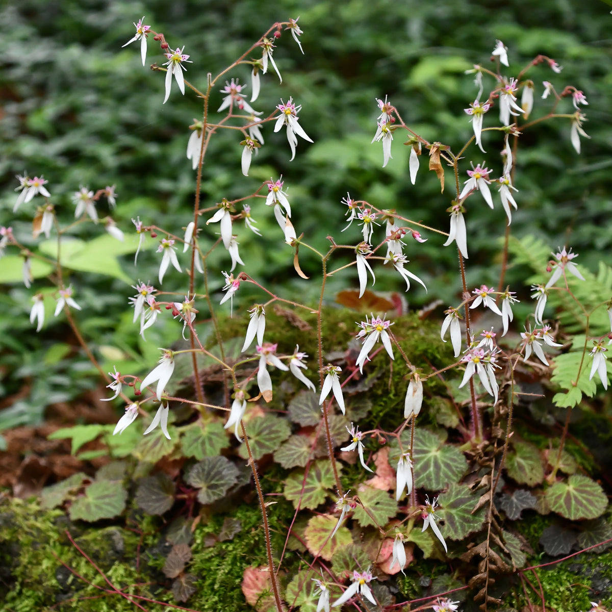 Steenbreek Cuscutiformis - Bakker