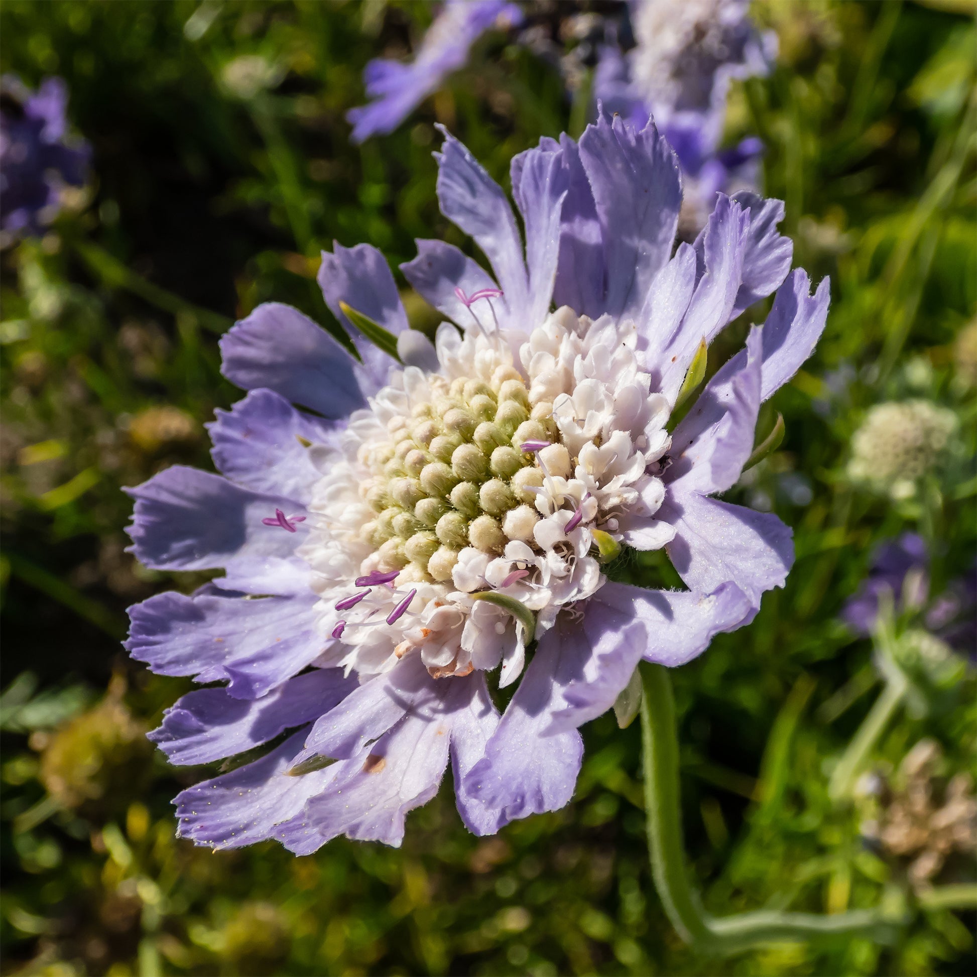 Kaukasische Scabiosa Perfecta - Scabiosa caucasica perfecta - Bakker