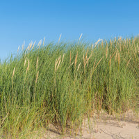 Helmgras - Ammophila arenaria - Bakker