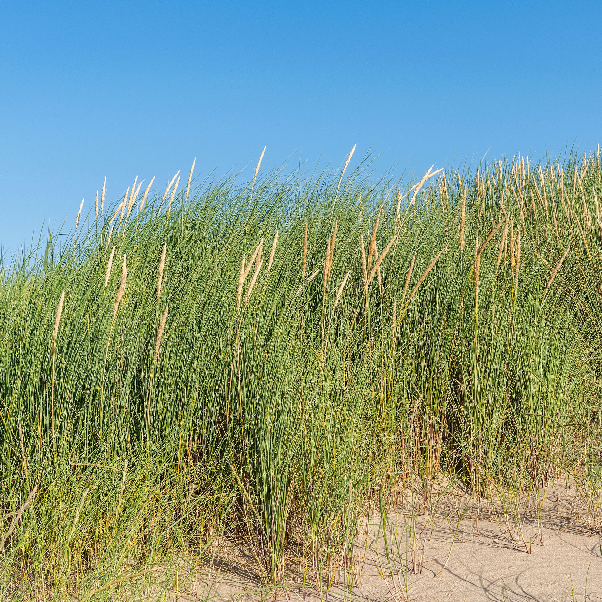 Helmgras - Ammophila arenaria - Tuinplanten