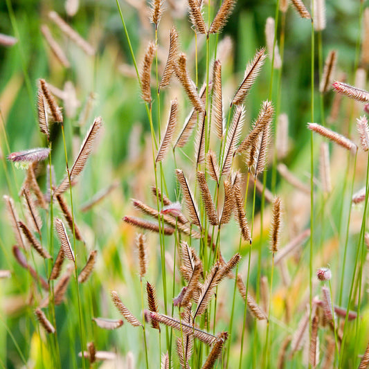 Muskietgras - Bakker