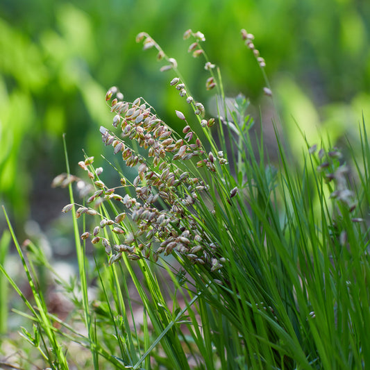 Bevertje / Trilgras Brize - Bakker