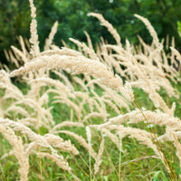 Siergrassen - Diamantgras - Calamagrostis arundinacea var. brachytricha
