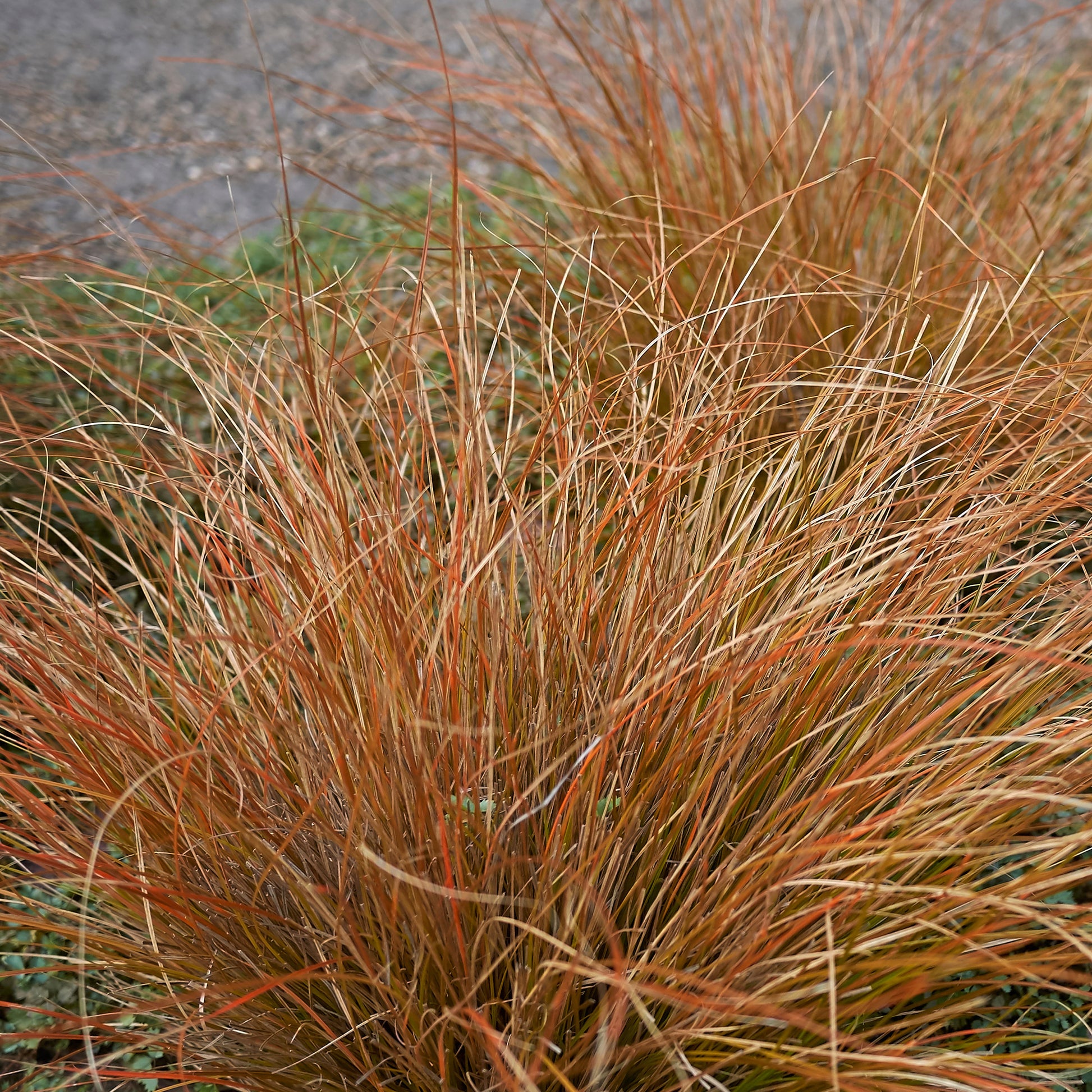 Zegge - Carex buchananii - Tuinplanten