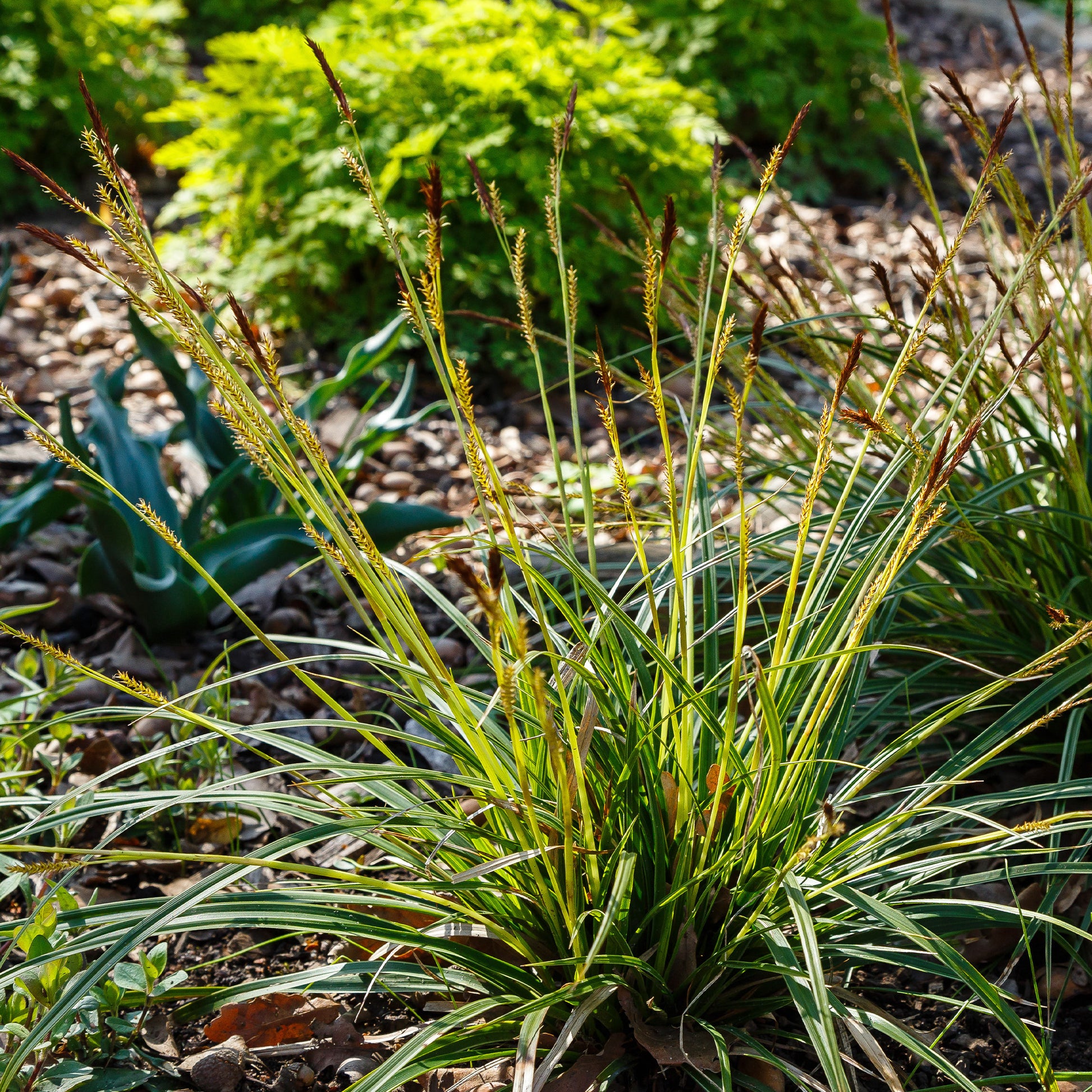 Zegge - Carex morrowii - Tuinplanten