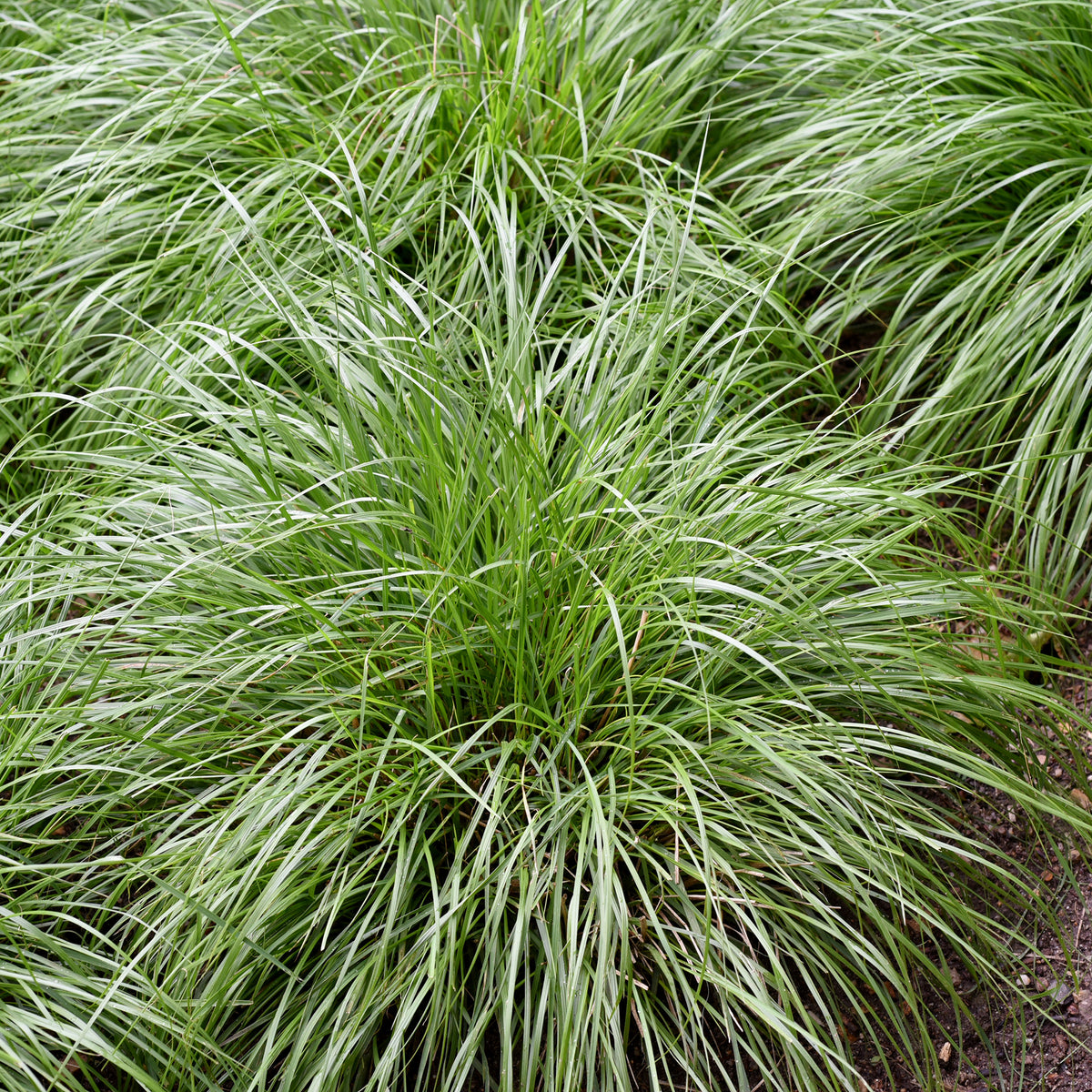 Zegge Oshima J.S. Greenwell - Carex oshimensis J.S. Greenwell - Bakker