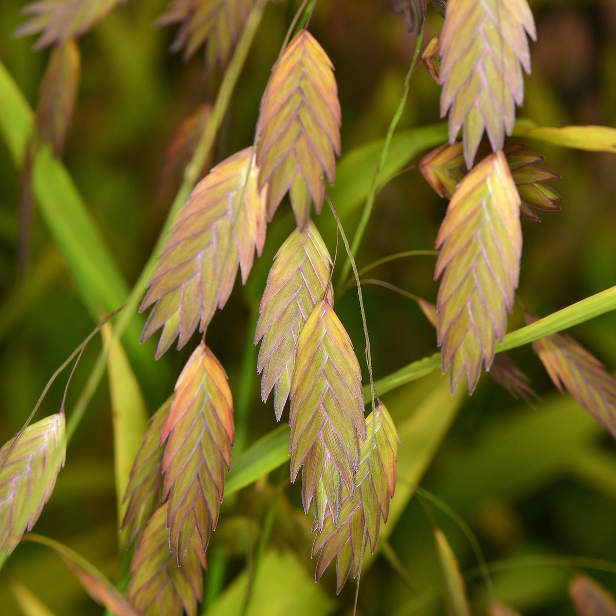 Verkoop Plataargras - Chasmanthium latifolium