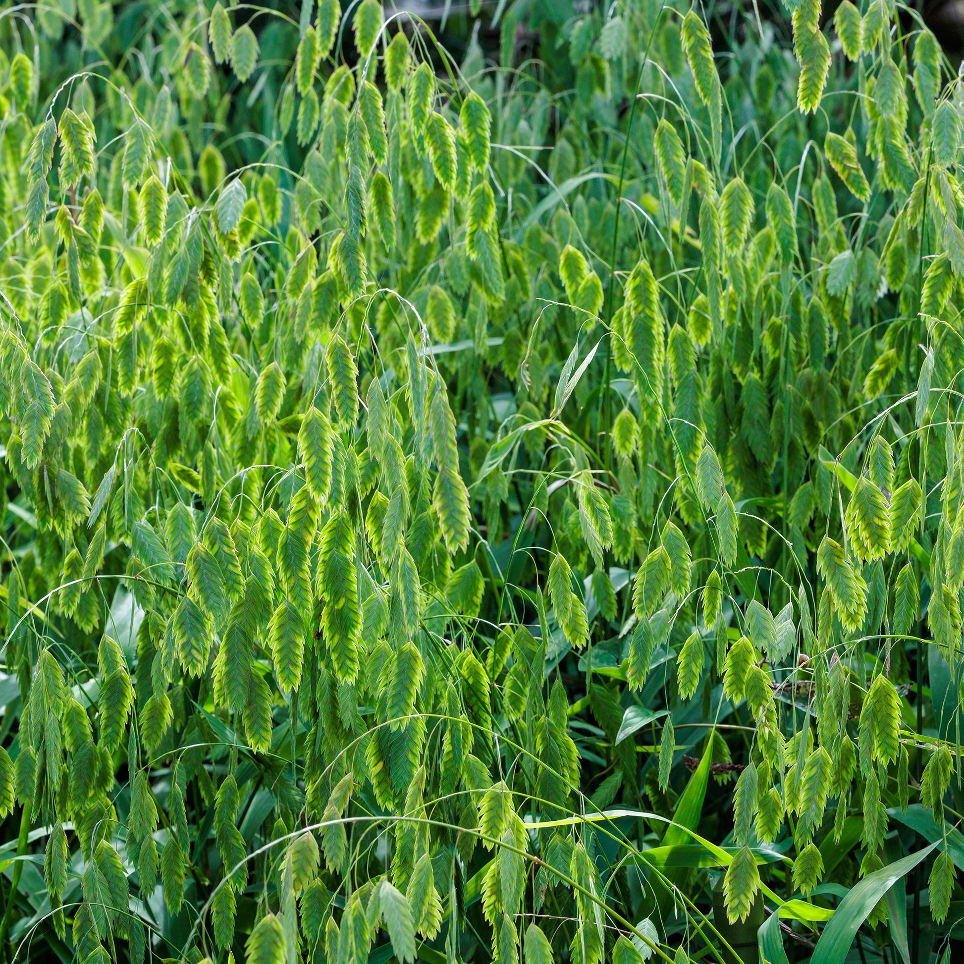 Siergrassen - Plataargras - Chasmanthium latifolium