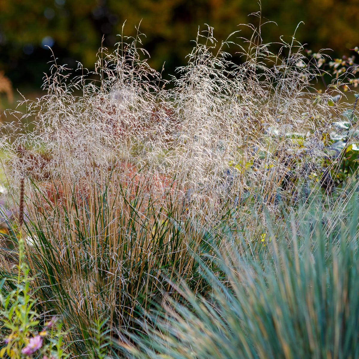 Verkoop Smele - Deschampsia cespitosa