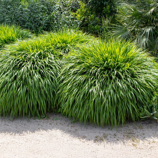 Japans berggras - Bakker