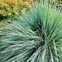 Sierhaver Pendula - Bakker