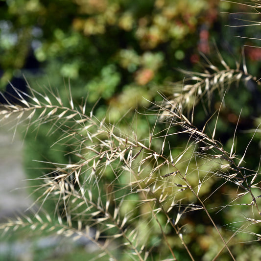 Flessenborstelgras - Bakker