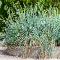 Strandhaver (x3) - Leymus arenarius - Bakker