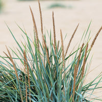 Leymus arenarius - Strandhaver (x3) - Siergrassen
