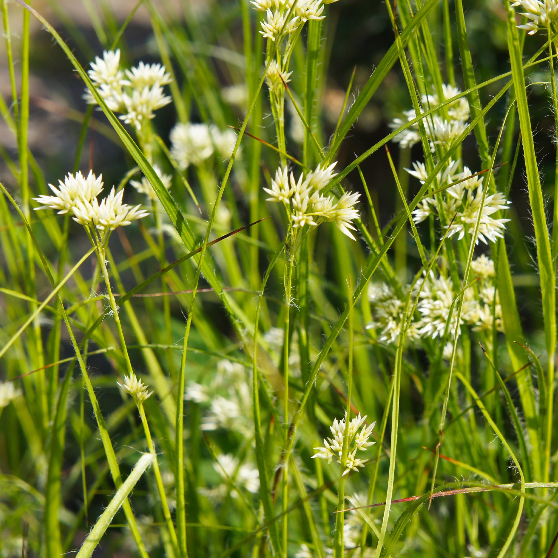 Veldbies (x3) - Luzula nivea - Tuinplanten