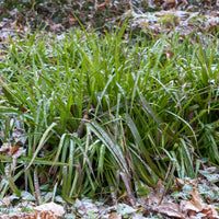 Grote Veldbies - Luzula sylvatica - Bakker